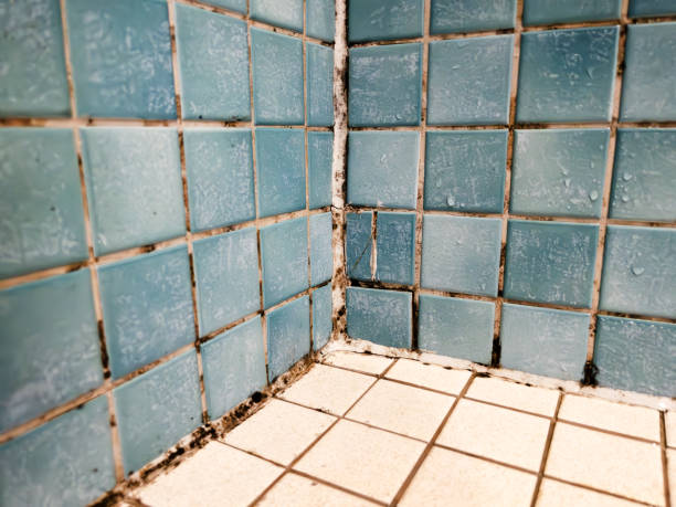 Trusted Hesperia, CA Mold Removal Experts